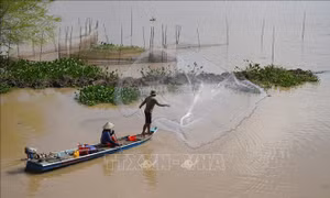 Vào mùa đánh bắt cá ra sông ở Đồng Tháp