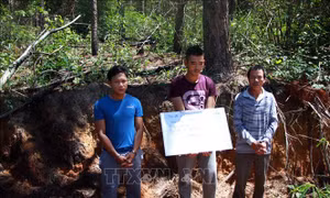 Làm rõ vụ phá rừng thông 50 năm tuổi ở Lâm Đồng 