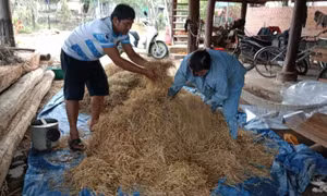 Làm giàu từ rác thải, góp phần bảo vệ môi trường