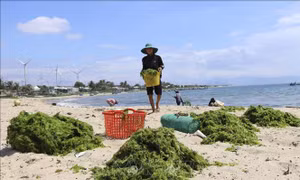 Ngư dân Ninh Thuận trúng mùa khai thác rong biển