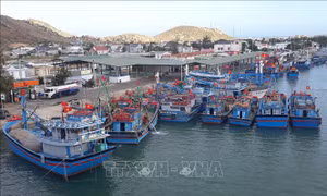 Nhiều tàu cá ở Ninh Thuận phải nằm bờ dài ngày 