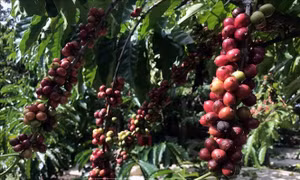 Đắk Lắk cảnh báo tình trạng trộm cà phê khi vào mùa thu hoạch