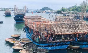 Ngư dân thủ phủ nghề cá vươn khơi đầu năm