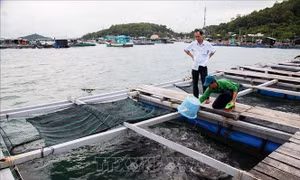 Chuyển đổi nghề, tạo sinh kế mới bền vững cho ngư dân