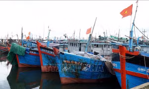 Quảng Ngãi: Kêu gọi, hướng dẫn hơn 760 tàu thuyền di chuyển tránh trú bão số 12