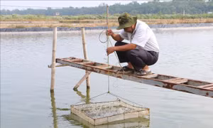 Khuyến nghị phòng bệnh cho tôm nuôi khi nắng nóng và mưa xen kẽ