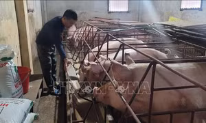 Đề xuất bãi bỏ một số quy định bất hợp lý gây khó cho ngành chăn nuôi