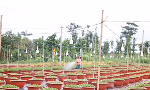 Các làng hoa ở Bà Rịa - Vũng Tàu giảm mạnh diện tích trồng hoa Tết ​