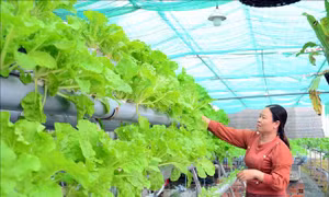Biến nơi hoang hóa đầy cỏ dại thành vườn rau sạch thủy canh