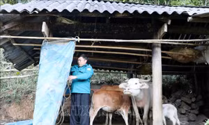 Phòng chống rét cho đàn gia súc