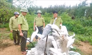 Nhức nhối tình trạng bẫy, bắt chim hoang dã