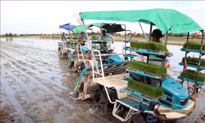 Trình diễn cấy máy và phun thuốc bảo vệ thực vật bằng máy bay không người lái