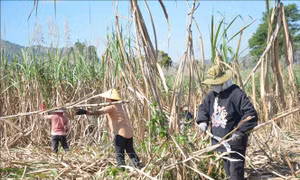Nông dân Đắk Lắk hối hả thu hoạch mía