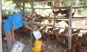 Thịt gà được giá, người nuôi phấn khởi