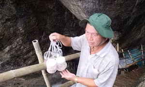 Nỗ lực tái tạo và phát triển bền vững đàn yến trên đảo Cù Lao Chàm