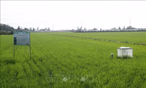 Tham vấn ý kiến xây dựng Đề án sản xuất trồng trọt giảm phát thải giai đoạn 2025 - 2035