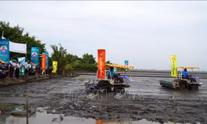 Giải pháp mở rộng vùng chuyên canh lúa chất lượng cao ở Đồng bằng sông Cửu Long