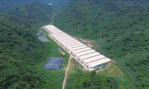 Khẩn trương điều tra, khắc phục vụ tai nạn lao động tại trang trại chăn nuôi ở Thanh Hóa