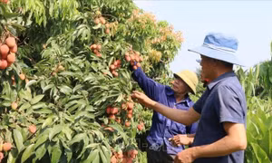 Giá vải thiều đầu mùa tăng mạnh, Hải Phòng chủ động kết nối tiêu thụ