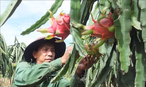 Giá thanh long duy trì ở mức cao trong mùa hạn mặn
