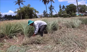 Trồng sả thích ứng hạn mặn lãi gấp ba lần lúa