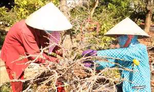 Nỗi niềm người trồng hoa Tết 