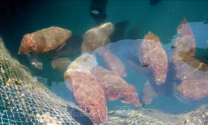 Gỡ khó để ngành nuôi biển vươn khơi