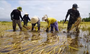 Năng suất lúa Nam Trung Bộ và Tây Nguyên giảm đáng kể do thời tiết bất thường