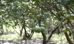 Làng bưởi Tân Triều vắng bóng thương lái dịp cận Tết