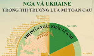 Vị trí quan trọng của Nga và Ukraine trong thị trường lúa mì toàn cầu