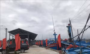 Bình Định công bố cảng cá loại 2 Tam Quan