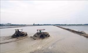 Ngày 28/1 sẽ kết thúc lấy nước đợt 1 cho vụ Đông Xuân