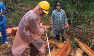 Lâm Đồng: Phát hiện thêm một vụ phá rừng thông nghiêm trọng tại huyện Đam Rông