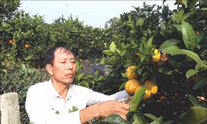 Hưng Yên mùa cam 'ngọt'