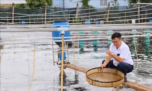 Công nghệ cao 'tiếp sức' ngành tôm