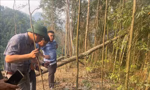 Khẩn trương kiểm soát châu chấu gây hại mùa màng