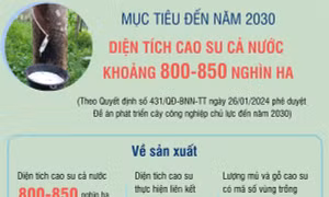  Mục tiêu đến năm 2030, diện tích cao su của cả nước khoảng 800 - 850 nghìn ha