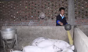 Người dân thận trọng tái đàn dù giá lợn tăng