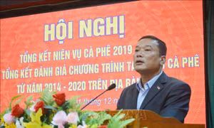 Đẩy mạnh tái canh cà phê gắn với phát triển bền vững