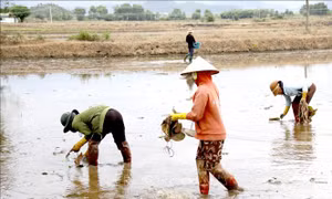 Vùng 'rốn lũ' ven biển Lâm Đồng vượt khó, ổn định cuộc sống