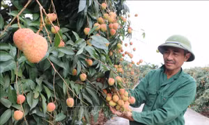 Tín hiệu vui cho những người trồng vải