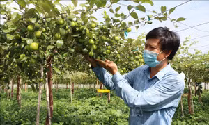 Giá táo ở Ninh Thuận cao gấp đôi năm ngoái