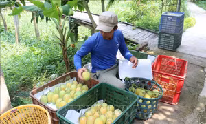 Nâng tầm đặc sản Đồng bằng sông Cửu Long