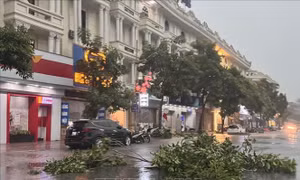 Hưng Yên: Cây xanh, biển hiệu quảng cáo bị gẫy, đổ do mưa lớn
