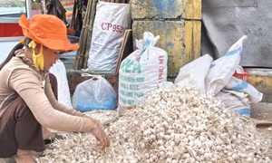 Lý Sơn còn khoảng 700 tấn tỏi trong dân chưa tiêu thụ