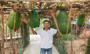 Làng trồng bí đao khổng lồ chuyển hướng làm du lịch cộng đồng