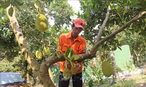 Xây dựng vùng mít chuyên canh xuất khẩu