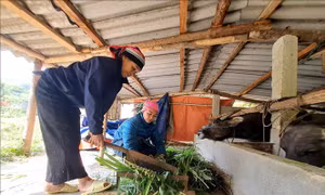 Các huyện vùng cao Hà Giang chủ động chống rét bảo vệ đàn gia súc