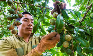 Đắk Lắk phát triển vùng nguyên liệu mắc ca đạt 4.000 ha