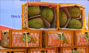 Hỗ trợ đăng ký nhãn hiệu, chỉ dẫn địa lý tại Trung Quốc